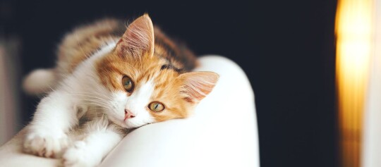 Eine Katze liegt auf der Sofalehne