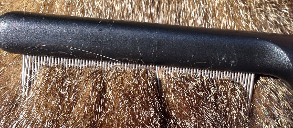 Flokamm fährt duch Katzenfell Flokamm fährt duch Katzenfell