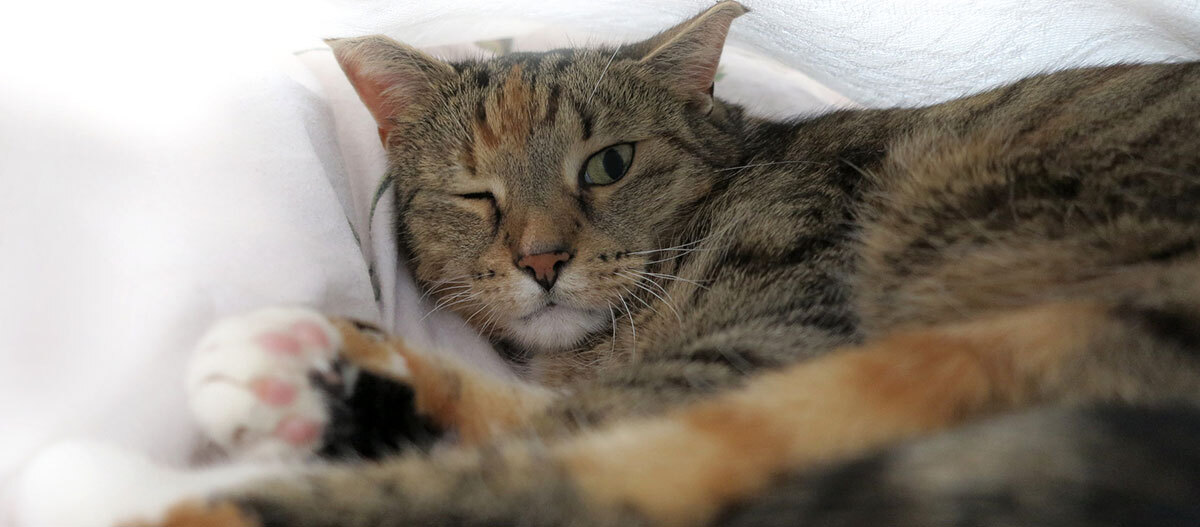 Ratgeber Katze Gesundheit Auge Eine Katze hat ein Auge geschlossen