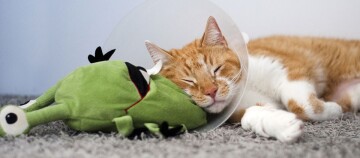 Ein Katze liegt schlafend mit einer Halskrause auf dem Teppichboden