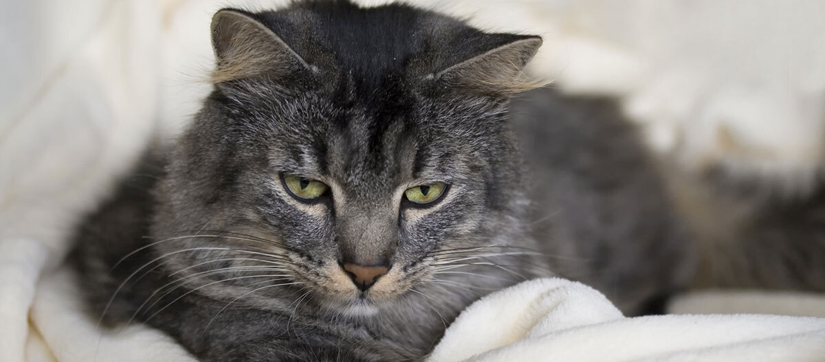 Ratgeber Katze Gesundheit Eine Katze liegt und schaut vor sich her.