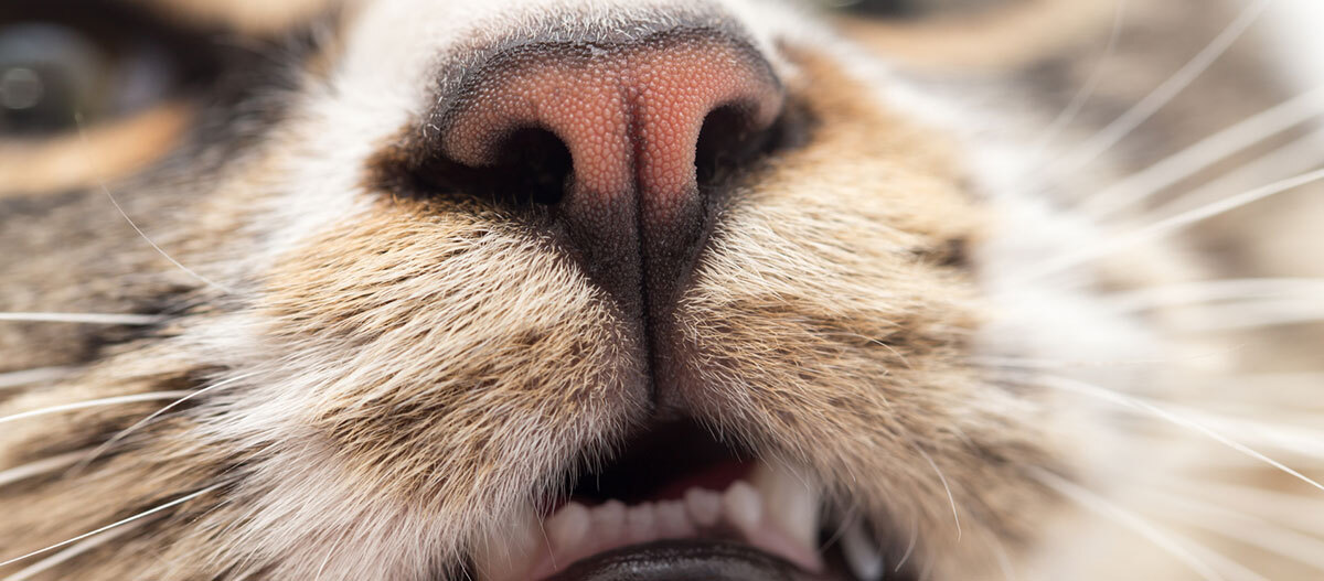 Ratgeber Katze Gesundheit Nase Eine Nahaufnahme einer Katzennase.