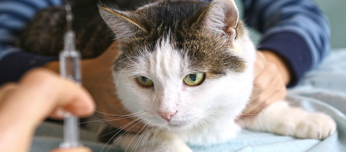 Ratgeber Katze Gesundheit Spritze Eine Katze bekommt eine Spritze.