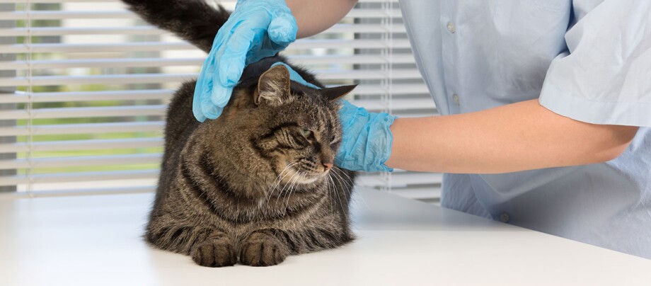 Katze liegt auf einem Tisch beim Tierarzt und wird vom Arzt gestreichelt Katze liegt auf einem Tisch beim Tierarzt und wird vom Arzt gestreichelt