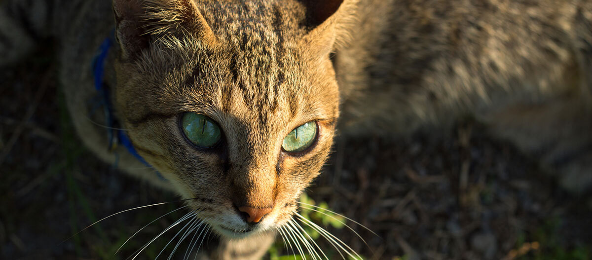 Getigerte Katze mit blauem Halsband liegt auf der Sonne auf einer Wiese Getigerte Katze mit blauem Halsband liegt auf der Sonne auf einer Wiese