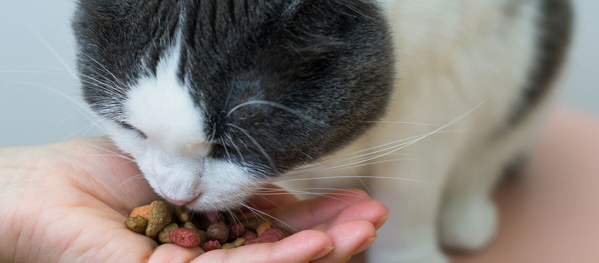 Ratgeber Katze Gesundheit Eine Katze frisst Trockenfutter aus einer Hand.