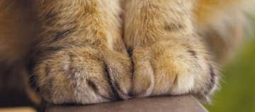 Nahaufnahme von Katzenpfoten