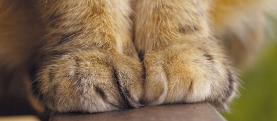 Nahaufnahme von Katzenpfoten