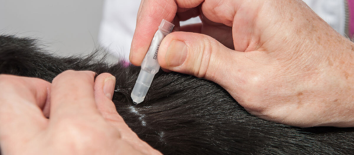 Katze bekommt Spot-On Mittel gegen Flöhe Katze bekommt Spot-On Mittel gegen Flöhe