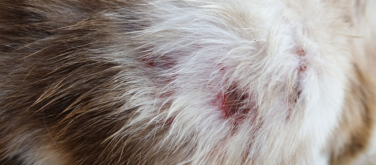 Ratgeber Katze Gesundheit Wunde Nahaufnahme einer Wunde bei einer Katze