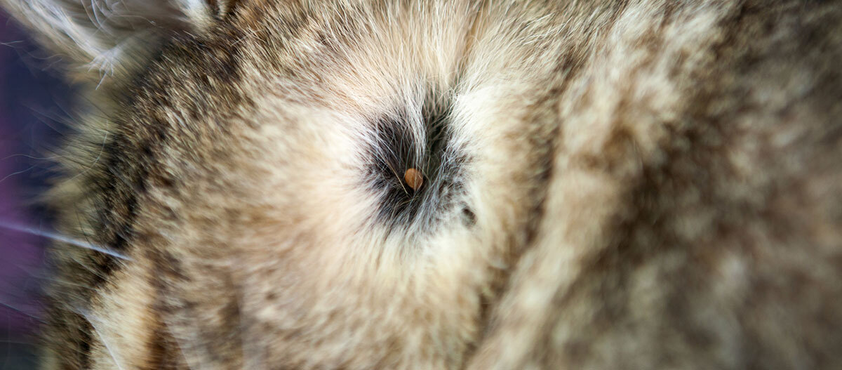 Ratgeber Katze Gesundheit Zeckenbefall Nahaufnahme einer Zecke im Fell.