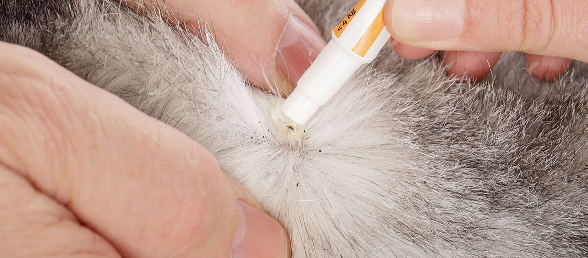 Ratgeber_Katze_Gesundheit_Zecke_1200x527 Bei einer Katze wird eine Zeck entfernt.