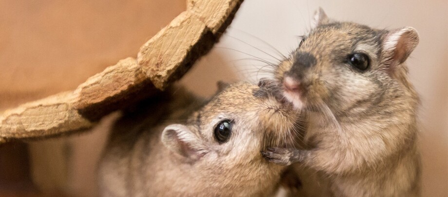 Ratgeber_Kleintiere_2_Gerbile_1200x527 Zwei Gerbile.