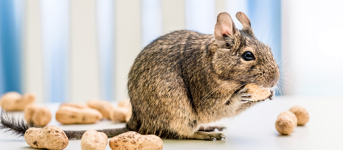 Eine Degu frisst Nüsse.