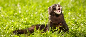 Ein Frettchen liegt auf einer Wiese.