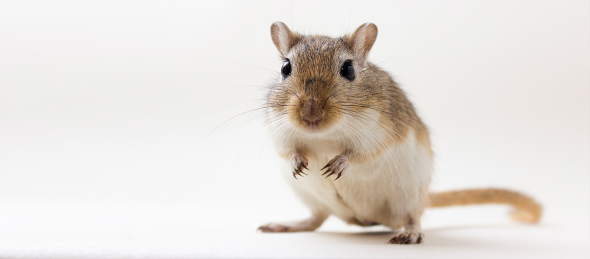 Ein Gerbil auf weißem Hintergrund.