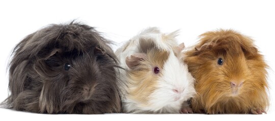 Eine Aufnahme von drei Meerschweinchen.