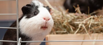 Ein Nahaufnahme eines Meerschweinchen.