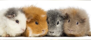 Vier Teddy Meerschweinchen.