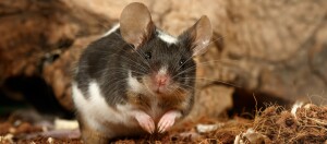 Maus sitzt und schaut in die Kamera