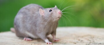 Eine grau Ratte sitzt draußen auf ein Stück Holz.