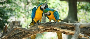 Zwei Papageien sitzen auf einem Ast