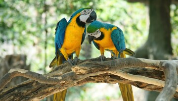 Zwei Papageien sitzen auf einem Ast Zwei Papageien sitzen auf einem Ast