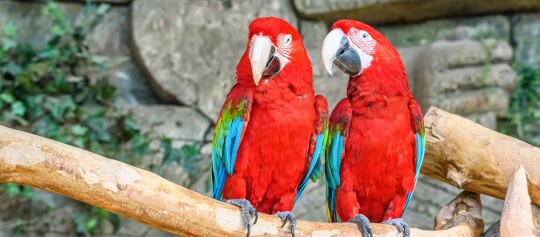 Zwei Ara Papageien sitzen auf einem Ast