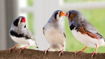 Ratgeber_Voegel_3Voegel_auf_Ast_1200x527 Drei Vögel Zebrafinken sitzen auf einem Ast.