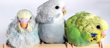 Drei Wellensittiche sitzen auf einer Stange