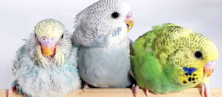 Drei Wellensittiche sitzen auf einer Stange Drei Wellensittiche sitzen auf einer Stange