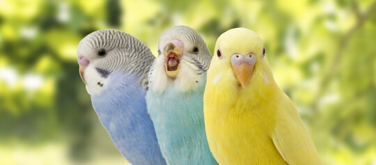Drei Wellensittiche sitzen hintereinander