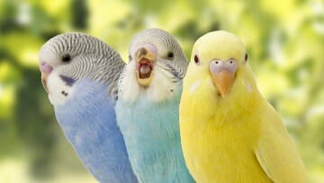 Drei Wellensittiche sitzen hintereinander