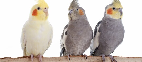 Drei Vögel auf einem Ast