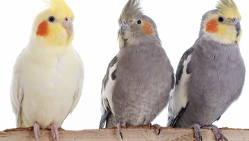 Drei Vögel auf einem Ast Drei Vögel auf einem Ast