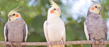 Drei Nymphensittiche sitzen auf einem Ast