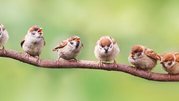 Ratgeber_Voegel_6_Spatzen_1200x527 Spatzen sitzen auf einem Ast.