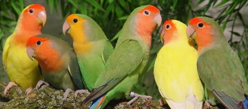 Sechs Vögel sitzen auf einem Ast