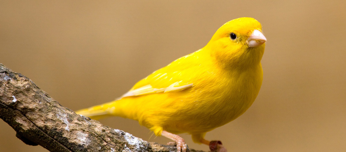 Ratgeber_Voegel_Gelber_auf_Ast_1200x527 Ein Vogel sitzt auf einem Ast.