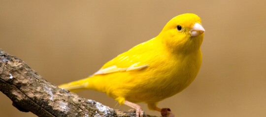 Ein Kanarienvogel sitzt auf einem Ast