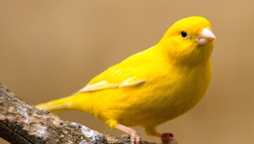 Ein Kanarienvogel sitzt auf einem Ast Ein Kanarienvogel sitzt auf einem Ast