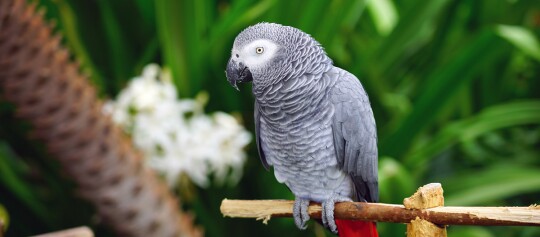 Ein Papagei sitzt auf einem Stock