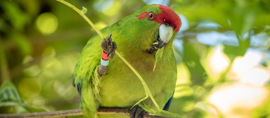 Ein Papagei sitzt auf einem Ast Ein Papagei sitzt auf einem Ast