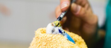 Ein Vogel ist beim Tierarzt.