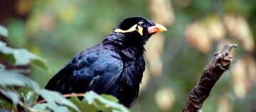 Ein Beo-Vogel sitzt auf einem Baum