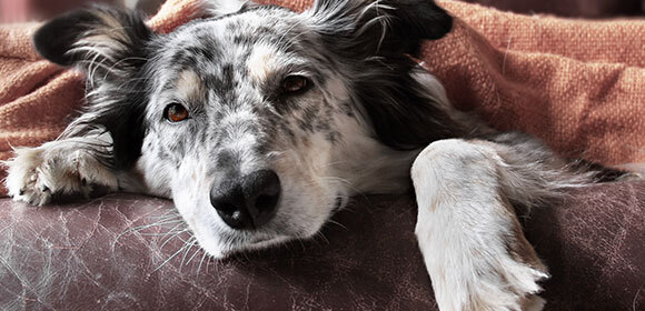Ratgeber_Hund_Durchfall_580x280 Hund Durchfall