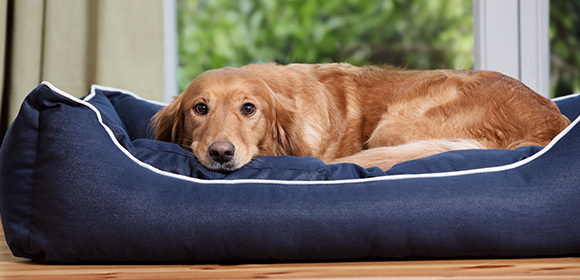 Hund_Arthrose_580x280 Hund Arthrose liegt