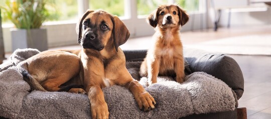 Zwei Hunde sitzen im Hundebett.