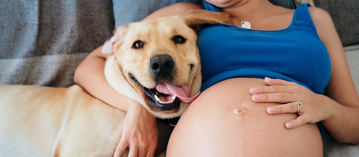 Schwangere Frau mit Hund Schwangere Frau mit Hund