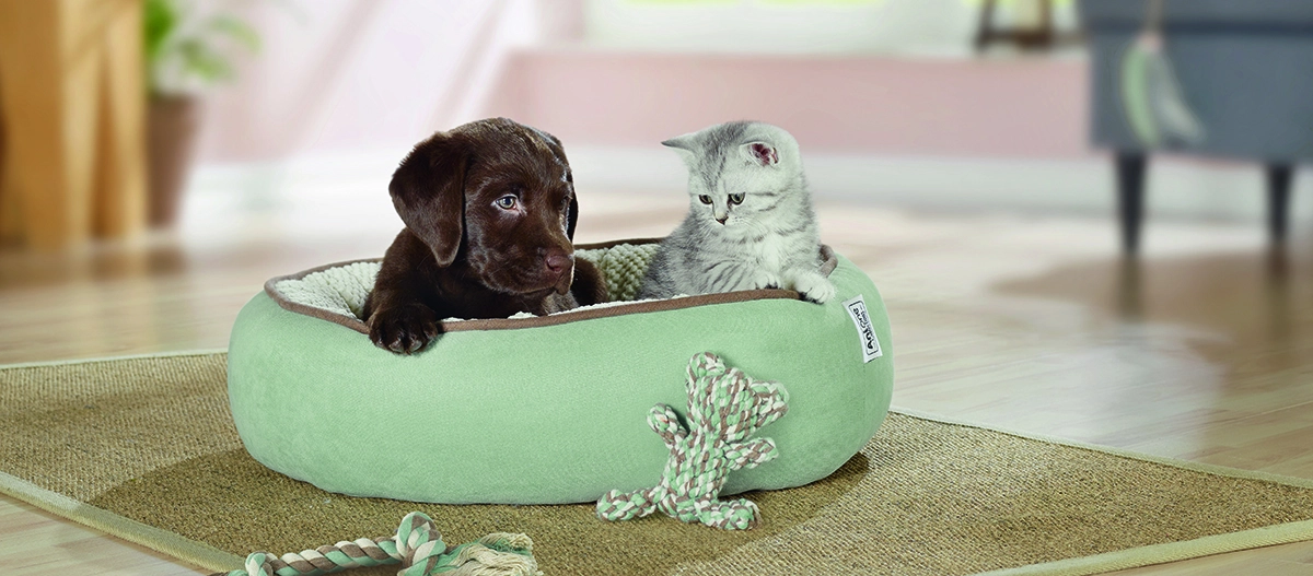 Szczeniak i kotek leżą w koi